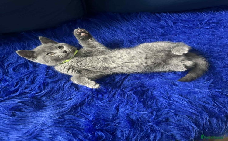 British Shorthair cats - Advert 16