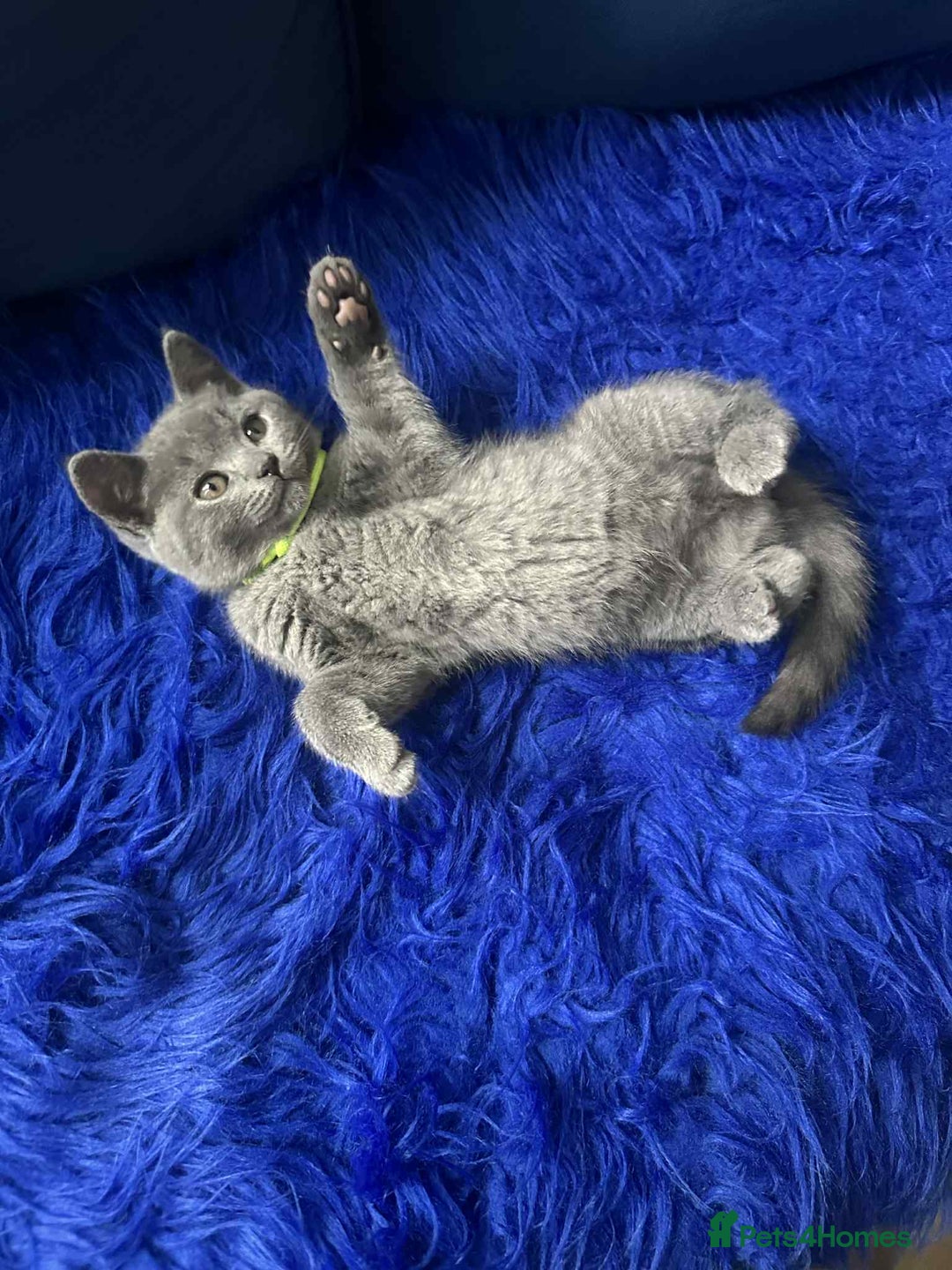 British Shorthair cats for sale: Shorthair Kittens for Sale - Champion Bloodline - Image 1