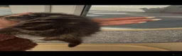 Norwegian Forest Cat cats for sale: 10 stunning family raised kittens - Advert 23