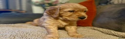 Golden Retriever dogs for sale: Beautiful Chunky Golden Retriever Pups - Advert 5