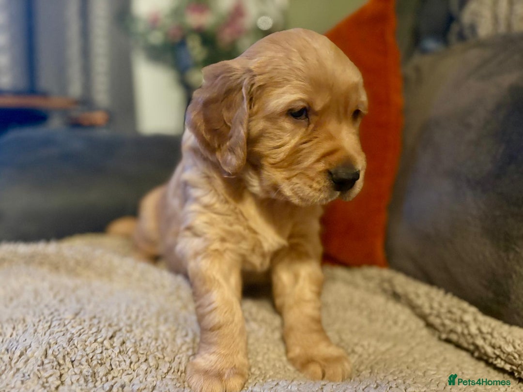 Golden Retriever dogs for sale: Beautiful Chunky Golden Retriever Pups - Advert 5