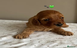 Cavapoo dogs for sale: Fully health tested Cavapoo 🐾🐶 - Image 14