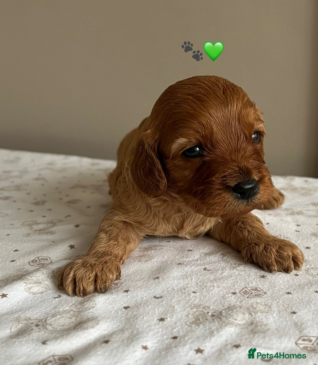 Cavapoo dogs for sale: Fully health tested Cavapoo 🐾🐶 - Image 14