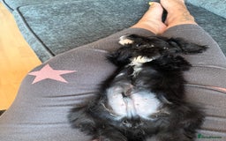 Cockapoo dogs for sale: This is Blaze gorgeous boy - Image 3