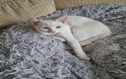 Siamese cats for sale: Flame point siamese kittens  - Advert 2