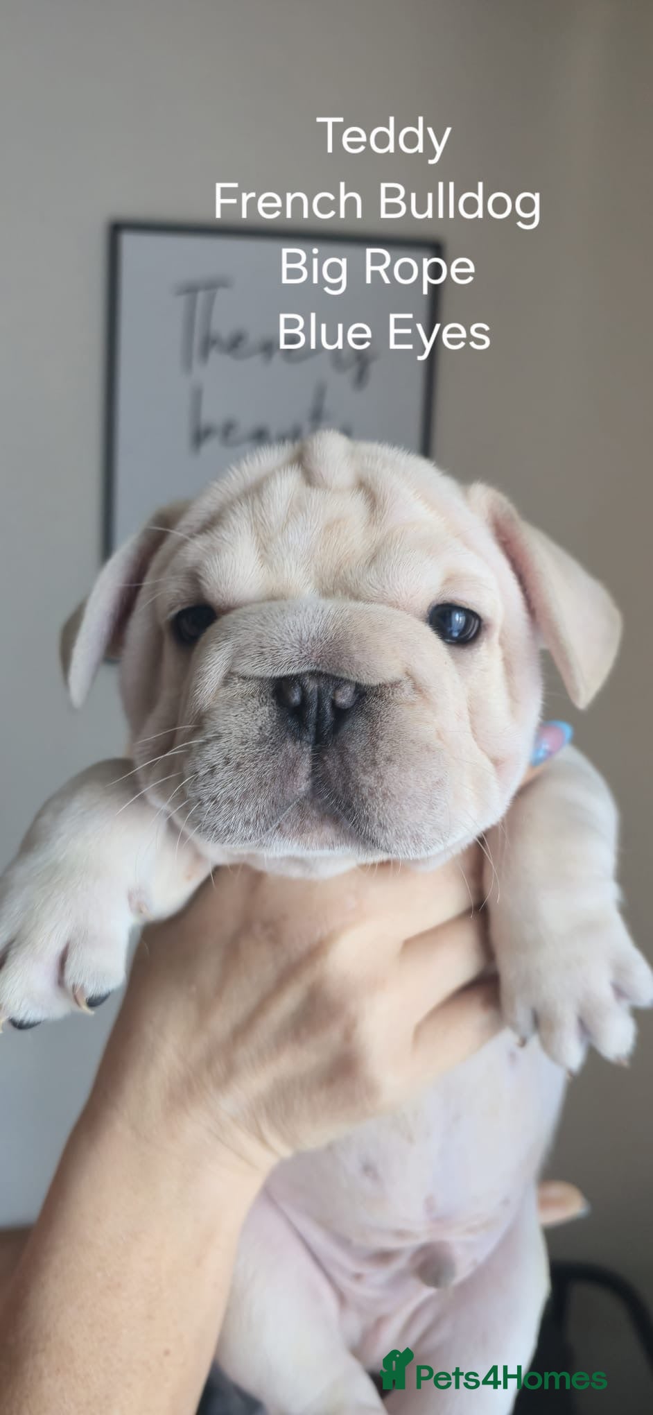 French Bulldog dogs Beautiful French bulldog puppies  - Advert 14