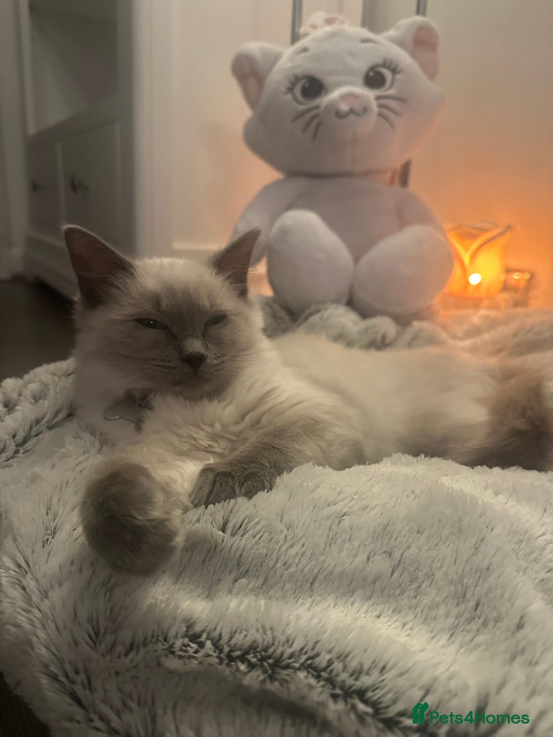 Ragdoll cats for sale: Ragdoll kitten  - Advert 8