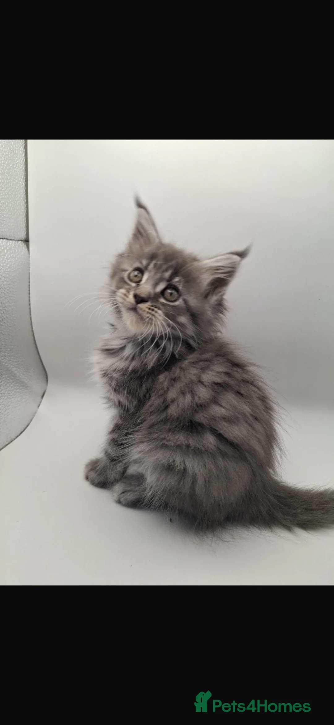 Maine Coon cats for sale: TICA ACTIVE female Maine coon  - Advert 2