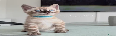 Mr Blue:  Lynx Charcoal