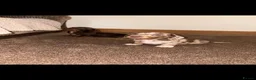 Miniature Dachshund dogs for sale: Miniature daschounds - Advert 3
