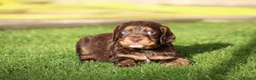 Cocker Spaniel dogs for sale: Beautiful pups in Durham - Advert 19