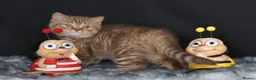 British Longhair cats for sale: Register Golden British Longhair/Shorthaired  - Advert 9