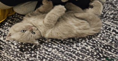 Scottish Fold cats - Advert 6