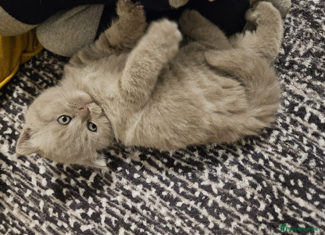 Scottish Fold cats for sale: SF 2 males available  - Image 7