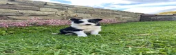 Border Collie dogs for sale: 6 Adorable Border Collie Puppies  in Brecon - Advert 11