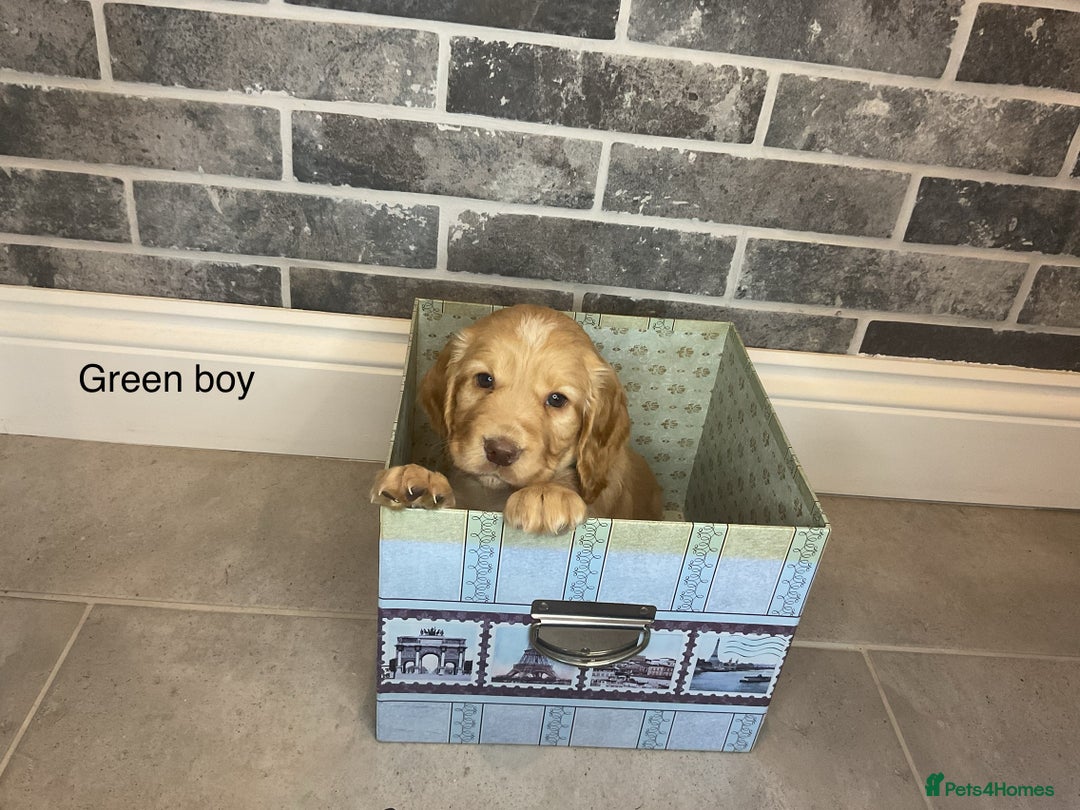 Cocker Spaniel dogs for sale: Hereditary clear working cocker spaniel - Advert 2