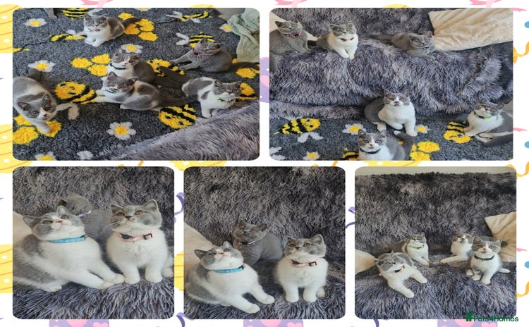 British Shorthair cats - Advert 15