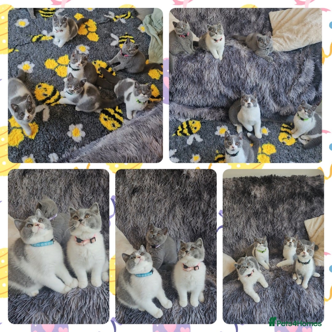 British Shorthair cats for sale: Tica registered british shorthair kittens - Image 8