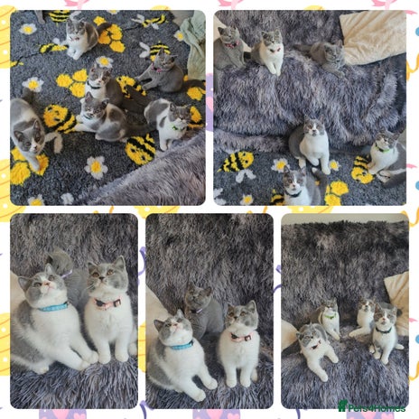 British Shorthair cats - Advert 4