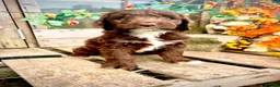 Sproodle dogs for sale: Merle and Chocolate F1  Sproodles  - Advert 20