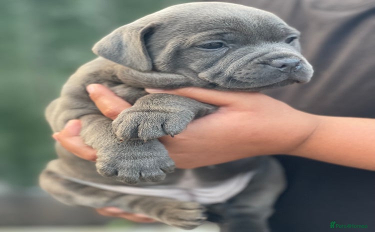 Staffordshire Bull Terrier dogs - Advert 1
