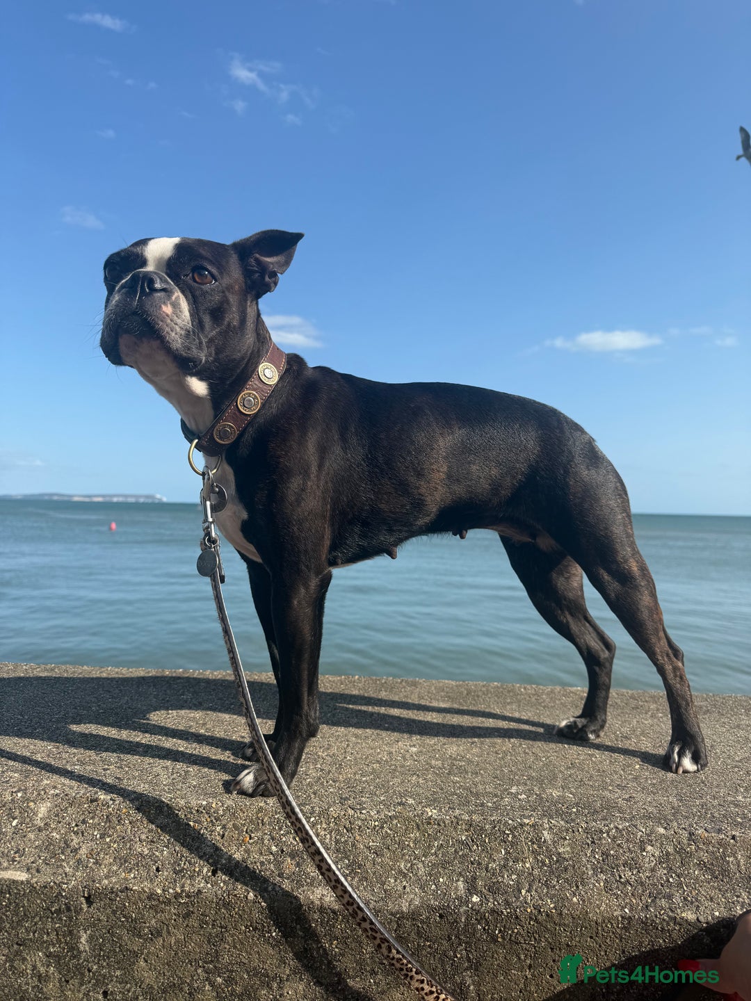 Boston Terrier dogs for sale: Exceptional Blue Boston Terrier Puppies 💙🐾 - Image 27