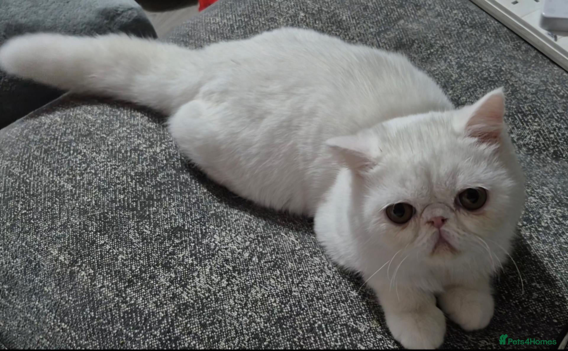 Exotic cats Exotic white shorthair persian 1 boy, 1 girl - Advert 7