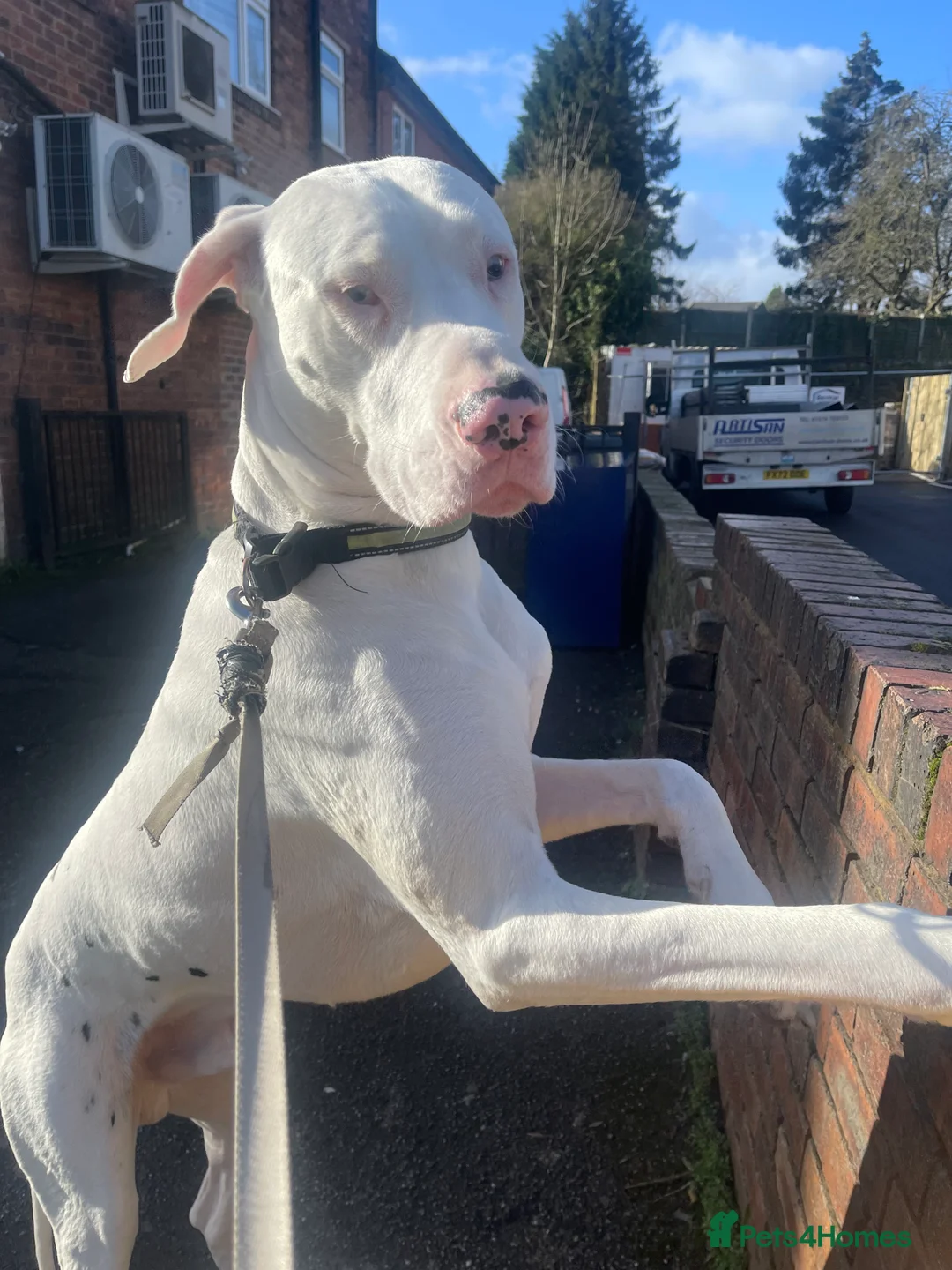 Great Dane dogs for stud: Male stud  - Advert 6