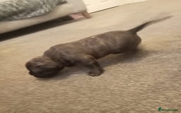 Mixed Breed dogs for sale: American pocket Corso - Image 3