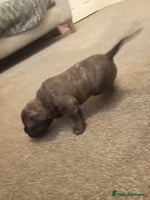 Mixed Breed dogs - Advert 8