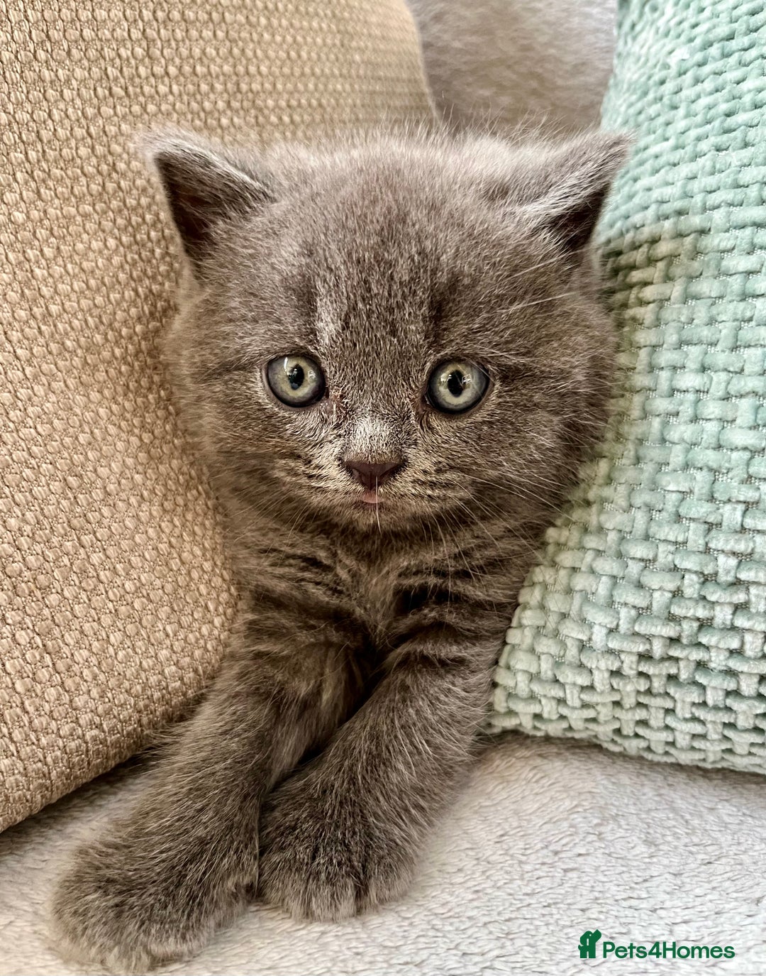 British Shorthair cats for sale: X-Large outstanding BSH kittens GCCF reg - Advert 3