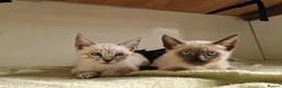Mixed Breed cats for sale: Bengal,Siamese, Maine coon mix kittens.  - Advert 13