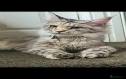Maine Coon cats for sale: Mainecoon female xl - Image 2