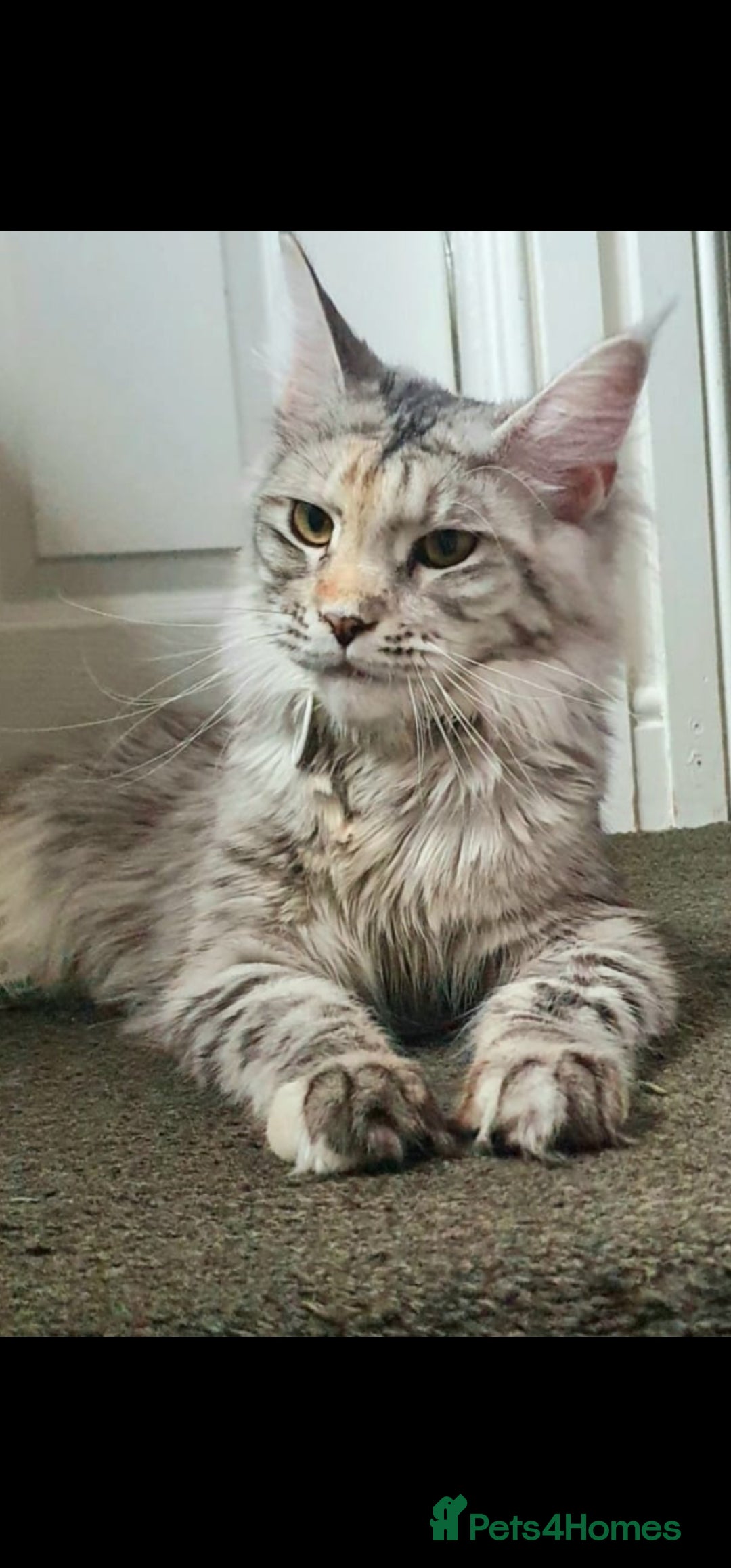 Maine Coon cats for sale: Mainecoon female xl - Image 2
