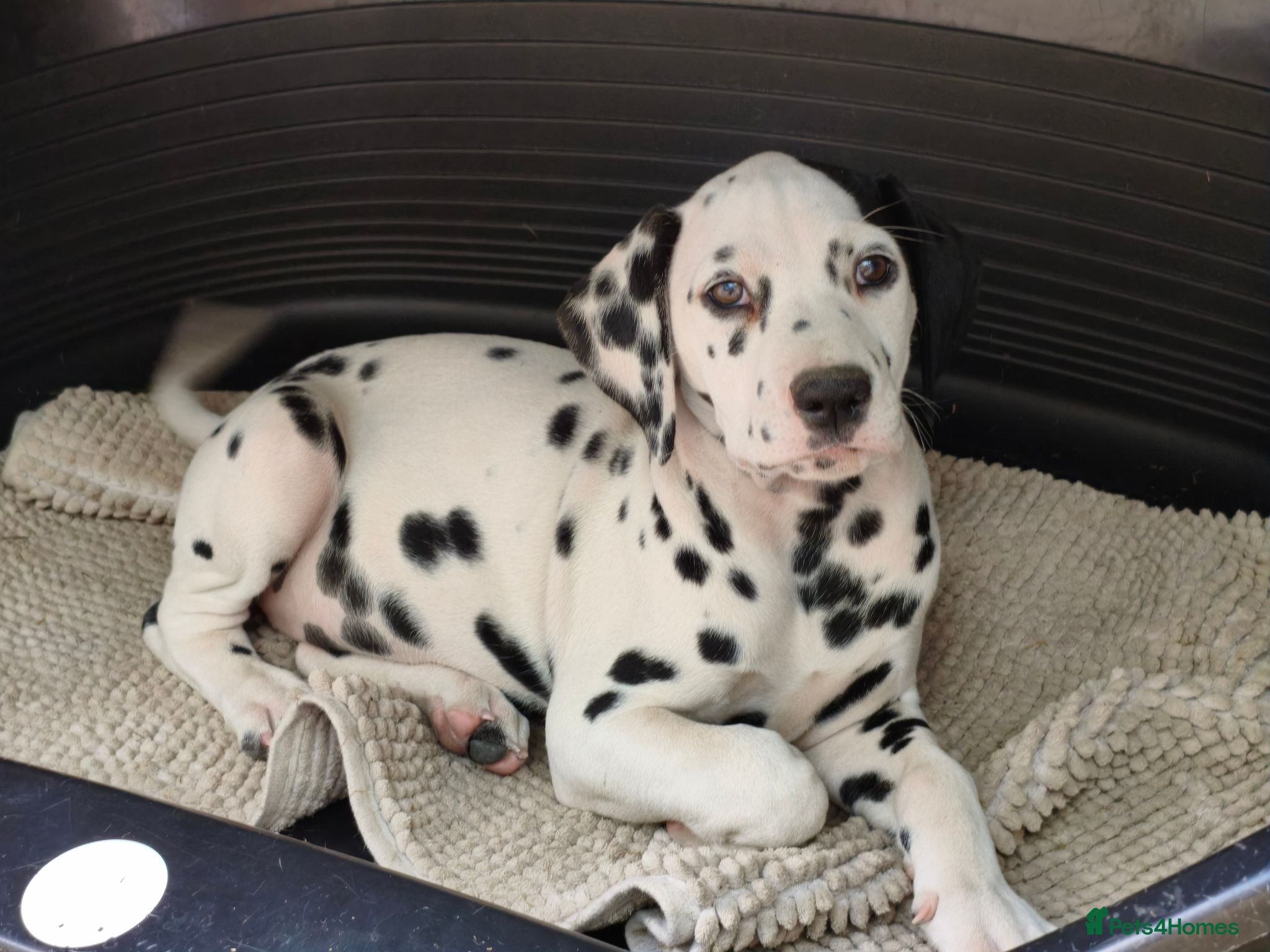 Dalmatian dogs 1 boy , 2 girls left  - Advert 1