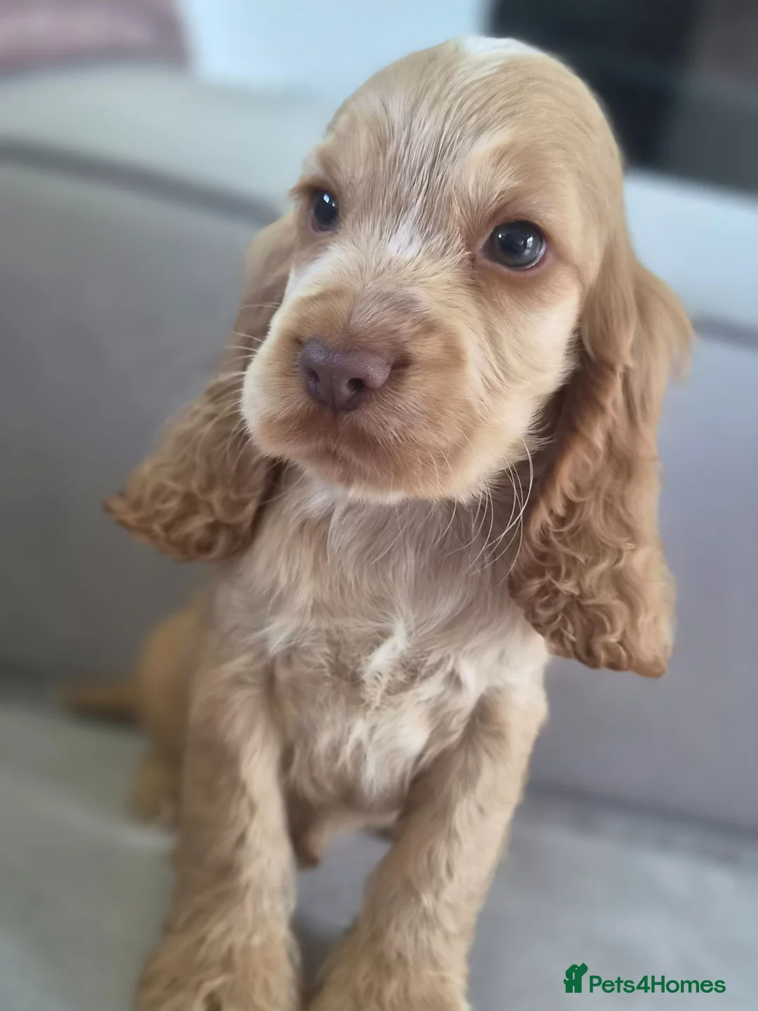 Cocker Spaniel dogs for sale: Show Kc Spaniel boys ready for there forever home - Advert 1