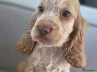 Cocker Spaniel dogs !!KC Registered Beautiful show Cocker Spaniels!!! - Advert 3