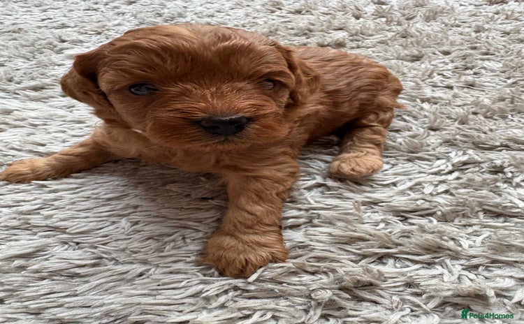 Cavapoo dogs FB1 cavapoo - Advert 16