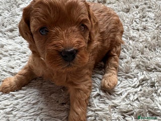 Cavapoo dogs FB1 cavapoo - Advert 13