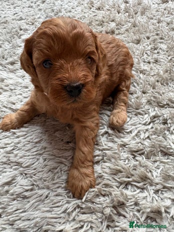 Cavapoo dogs FB1 cavapoo - Advert 16