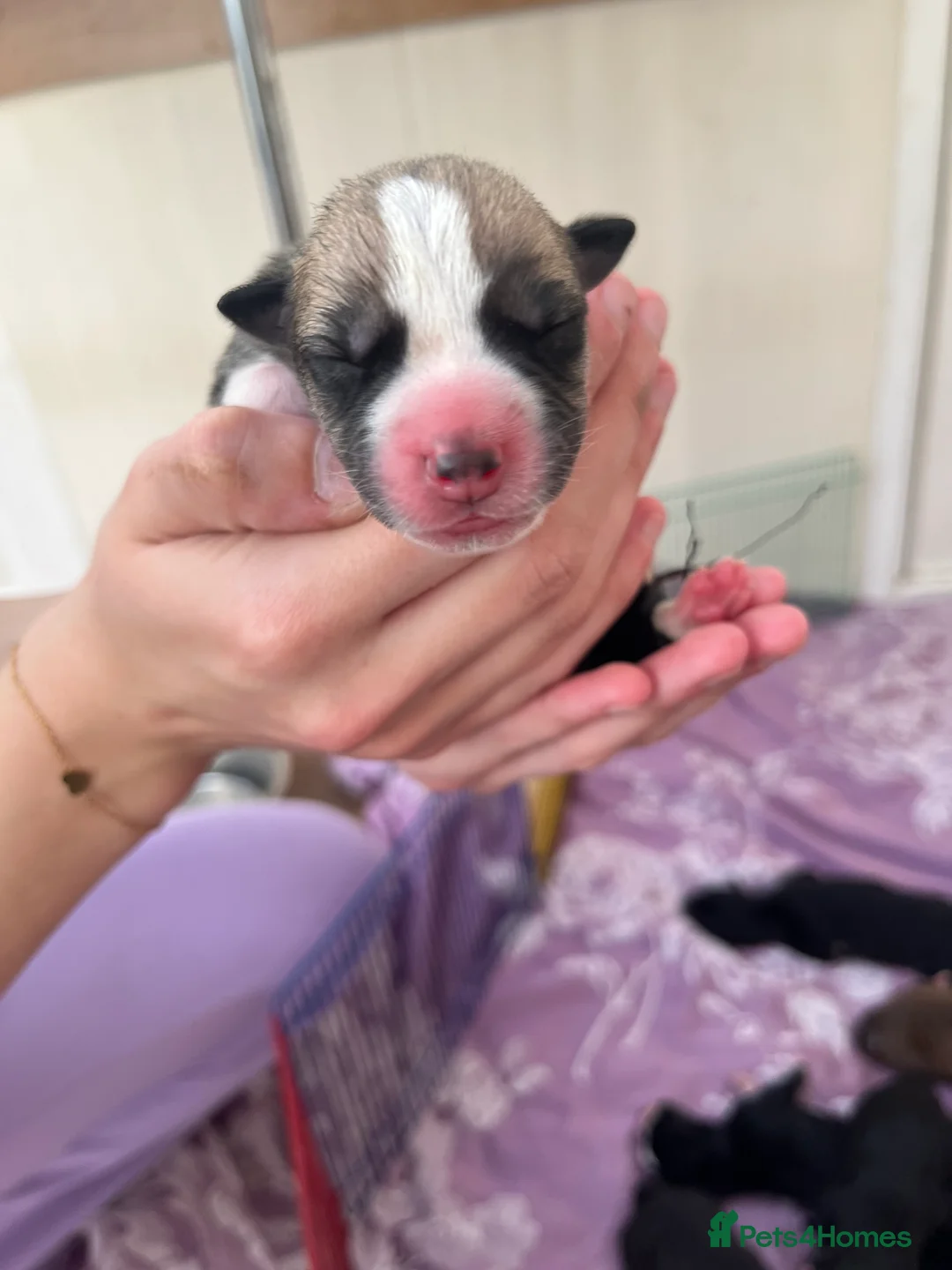 Mixed Breed dogs for sale: American Bulldog x Siberian Husky Pups - Advert 12