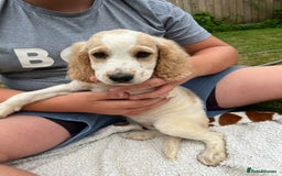Cockapoo dogs for sale: Beautiful cockapoo pups ready now - Image 4