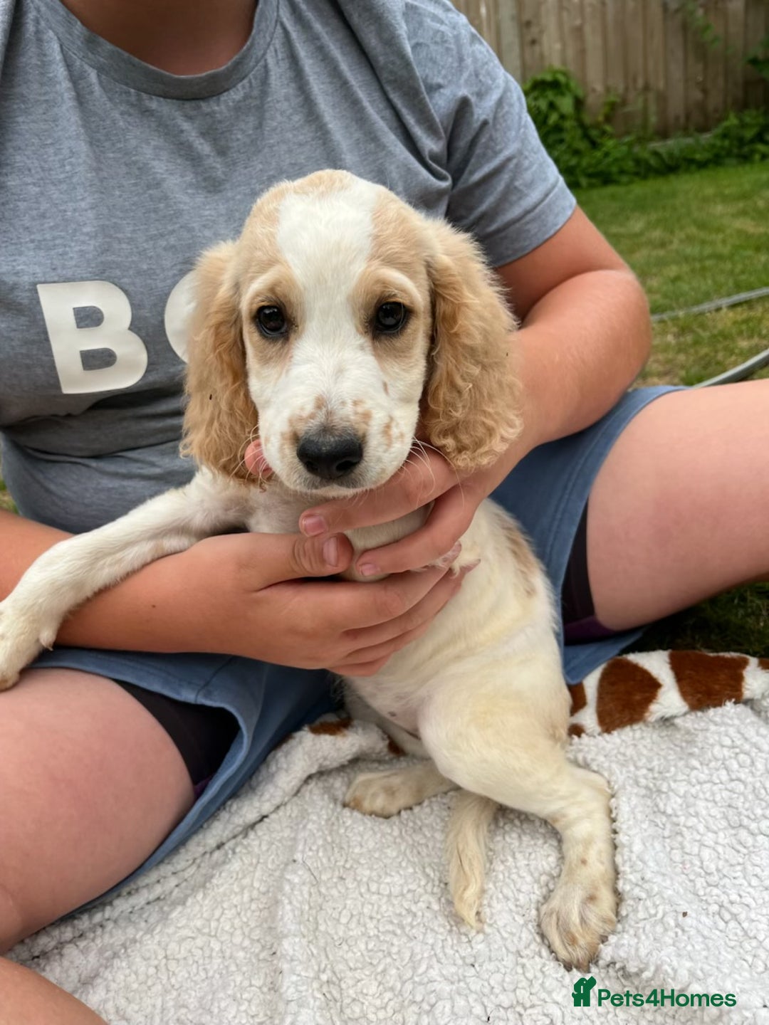Cockapoo dogs for sale: Beautiful cockapoo pups ready now - Image 4