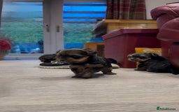 Yorkshire Terrier dogs for sale: Beautiful miniature Yorkie Biewer terriers - Image 22