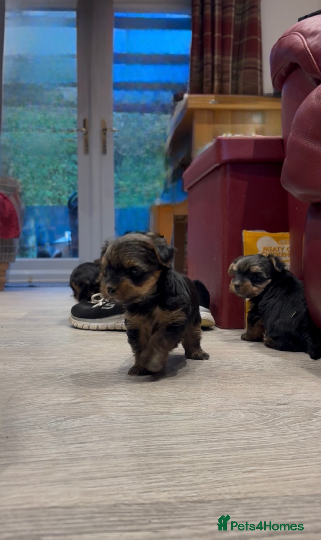 Yorkshire Terrier dogs for sale: Beautiful miniature Yorkie Biewer terriers - Image 22