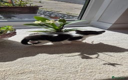 Mixed Breed cats for sale: Adorable Black & White Kittens - Image 12