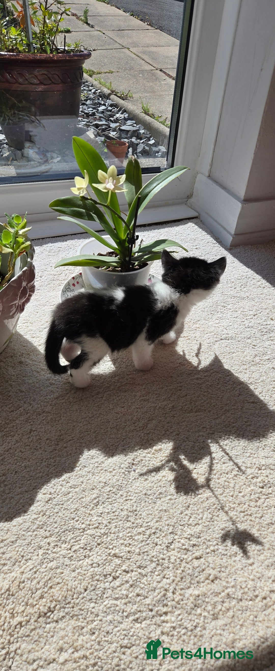 Mixed Breed cats for sale: Adorable Black & White Kittens - Image 12