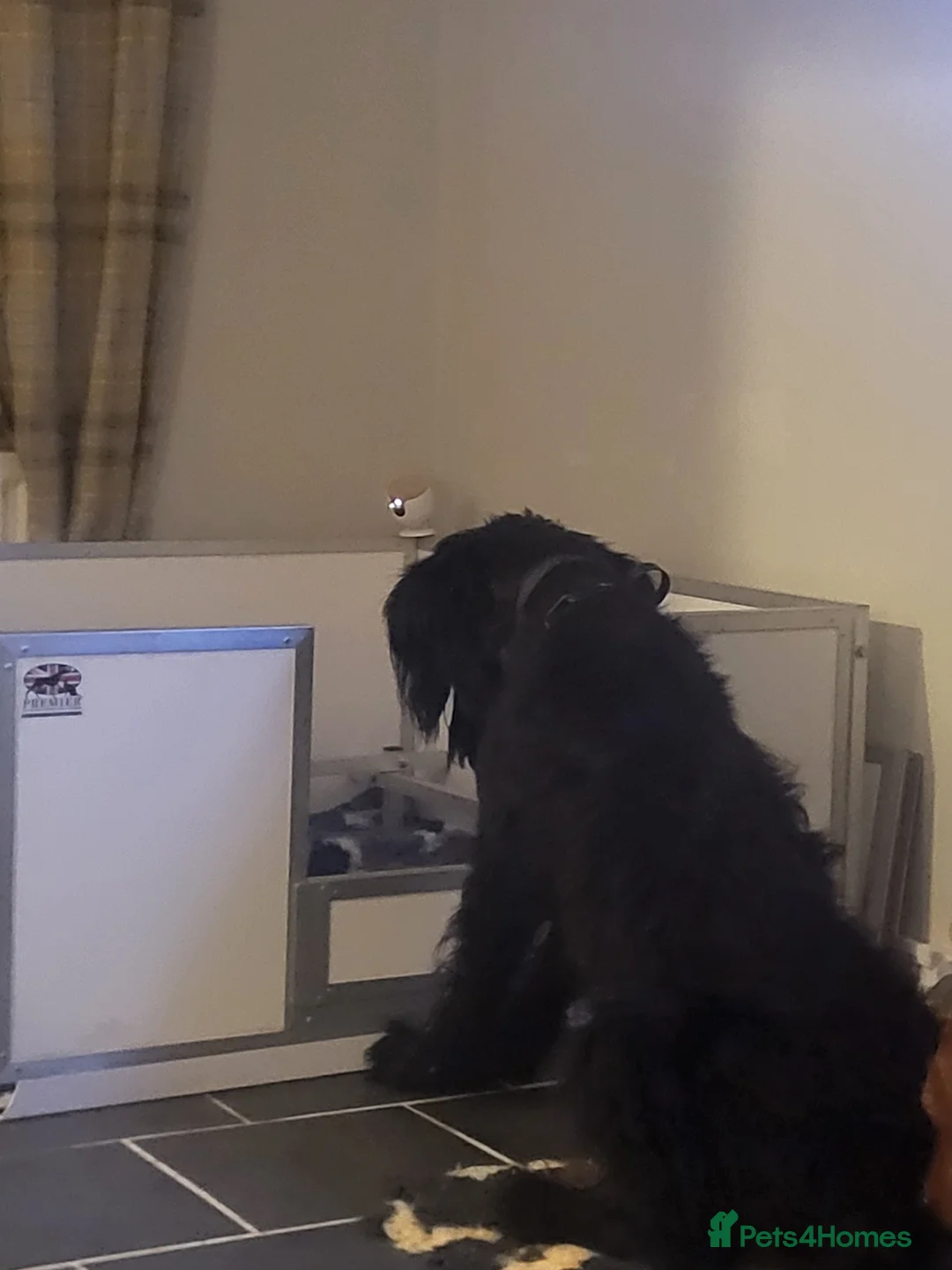 Giant Schnauzer dogs for stud: 🐾 Working Line Giant Schnauzer 🐾 - Advert 1