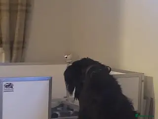 Giant Schnauzer dogs 🐾 Working Line Giant Schnauzer 🐾 - Advert 1