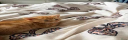 Domestic Shorthair cats for sale: 3 ginger and white boy kittens  in Cumnock - Advert 16
